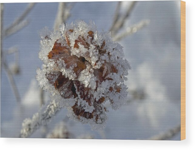 Rose Wood Print featuring the photograph Frosted Willow Rose by Cathy Mahnke