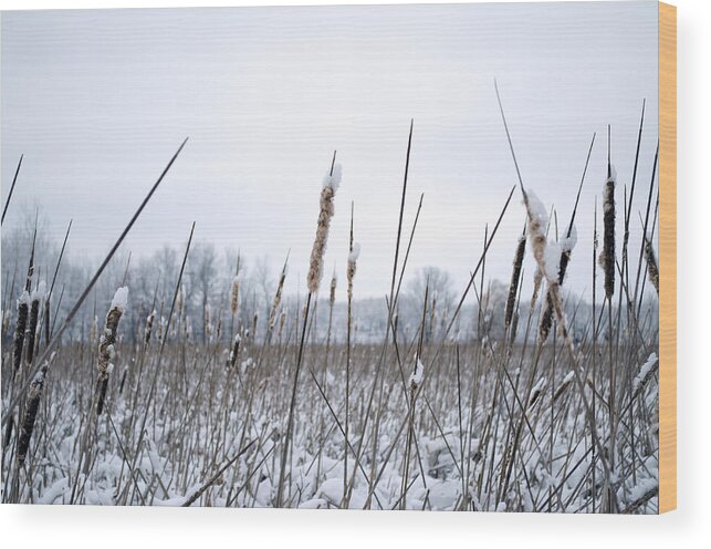 Cattails Wood Print featuring the photograph Frosty Cattails by Jim Shackett