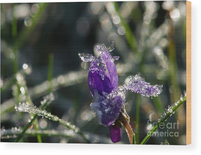 Frosty Flower Wood Print featuring the photograph Frosty Flower by Torbjorn Swenelius