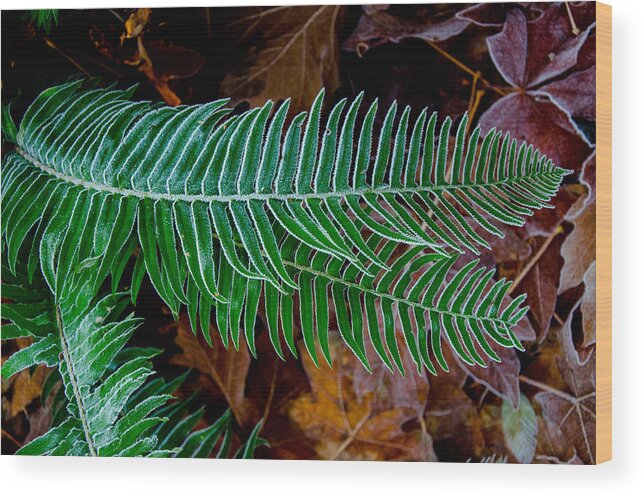 Frost Wood Print featuring the photograph Frosty Ferns by Roxy Hurtubise