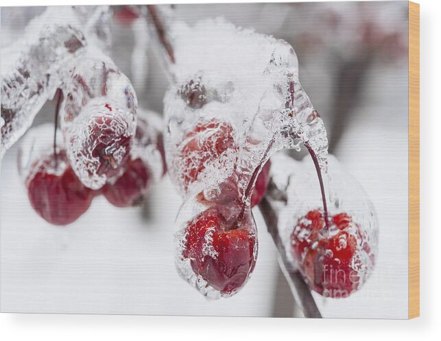 Crabapples Wood Print featuring the photograph Frozen crab apples on snowy branch by Elena Elisseeva