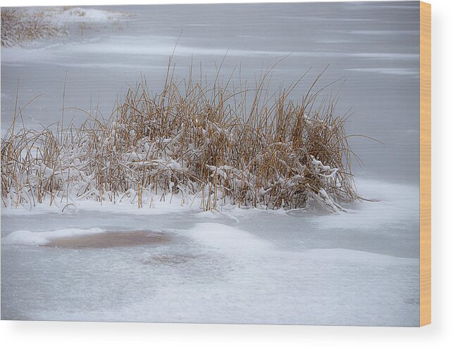 Snow Scene Wood Print featuring the photograph Frozen Reeds by Julie Palencia