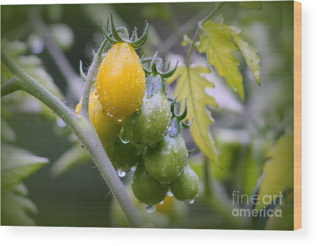 Tomatoes Wood Print featuring the photograph Fruits Of Our Labours by Leone Lund