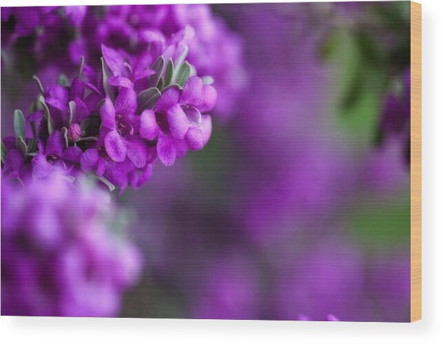 Texas Sage Wood Print featuring the photograph Full Bloom by Mark Alder