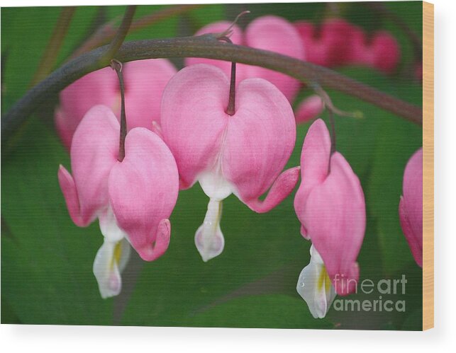 Bleeding Hearts Wood Print featuring the photograph Full Hearts by Veronica Batterson