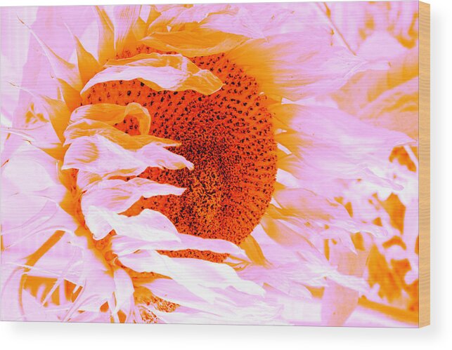 Vermont Sunflower Wood Print featuring the photograph Funky Sunflower by Tom Singleton