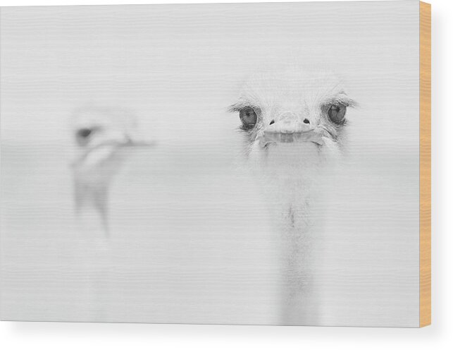 Ostrich Wood Print featuring the photograph Funny Ostrich by Carlo Tonti