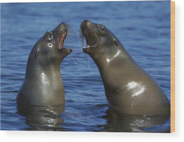 Feb0514 Wood Print featuring the photograph Galapagos Sea Lion Females Socializing by Tui De Roy