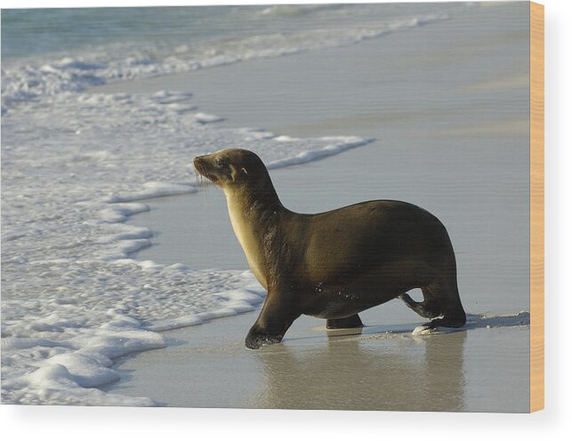 Feb0514 Wood Print featuring the photograph Galapagos Sea Lion In Gardner Bay by Pete Oxford