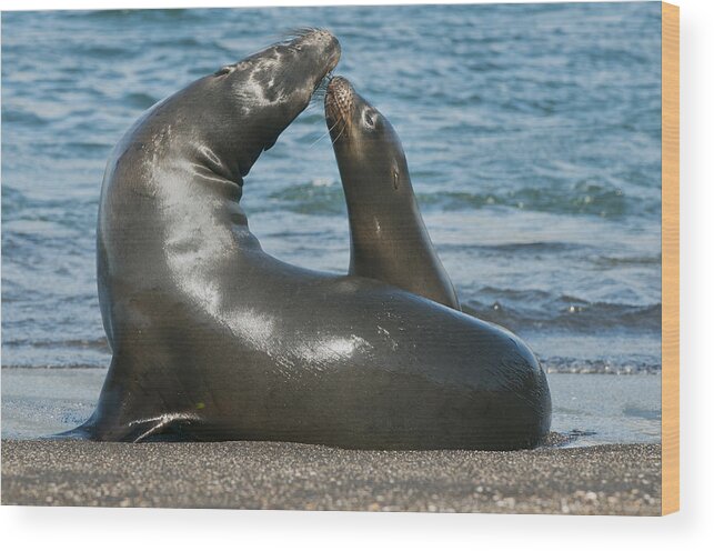Feb0514 Wood Print featuring the photograph Galapagos Sea Lion Pup Nuzzling Mother by Kevin Schafer