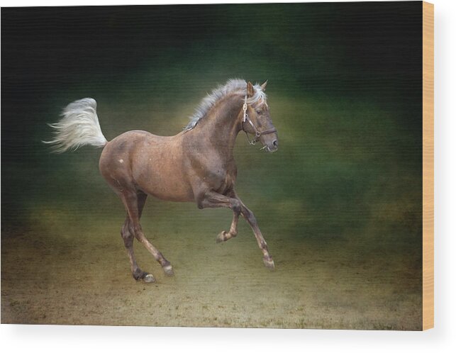 Horse Wood Print featuring the photograph Galloping Horse by Christiana Stawski