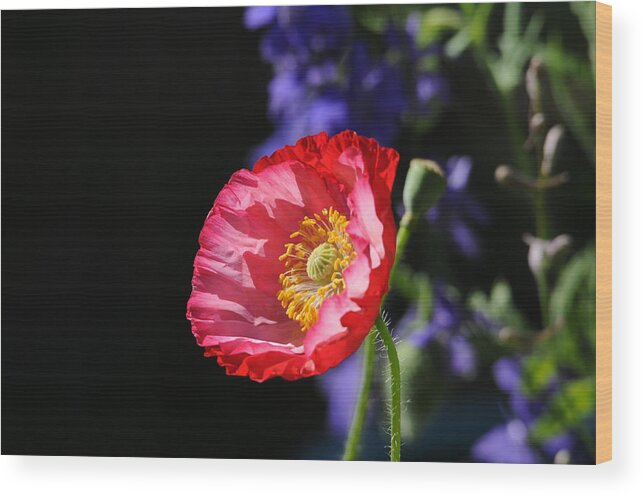 Poppies Wood Print featuring the photograph Garden Delight by Lynn Bauer