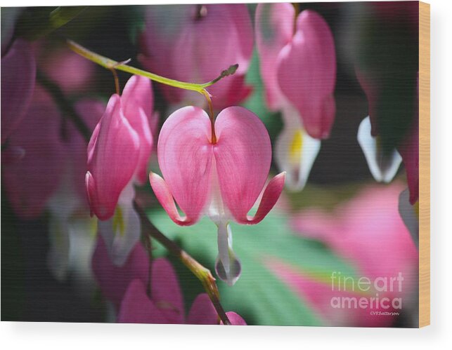 Bleeding Hearts Wood Print featuring the photograph Garden of Hearts by Veronica Batterson