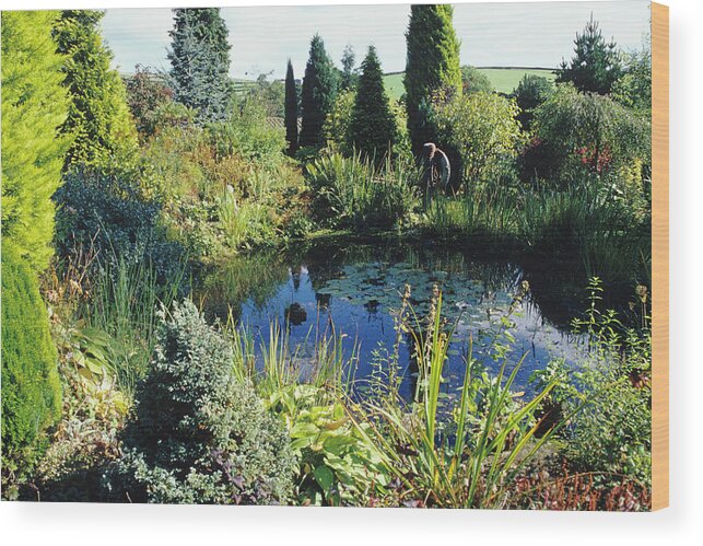 Garden Wood Print featuring the photograph Garden Pond by Duncan Smith/science Photo Library