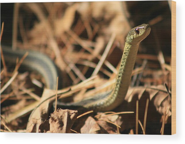 Snake Photography Wood Print featuring the photograph Garter View by Neal Eslinger