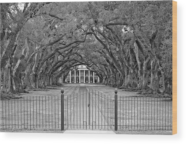 Oak Alley Plantation Wood Print featuring the photograph Gateway to the Old South monochrome by Steve Harrington