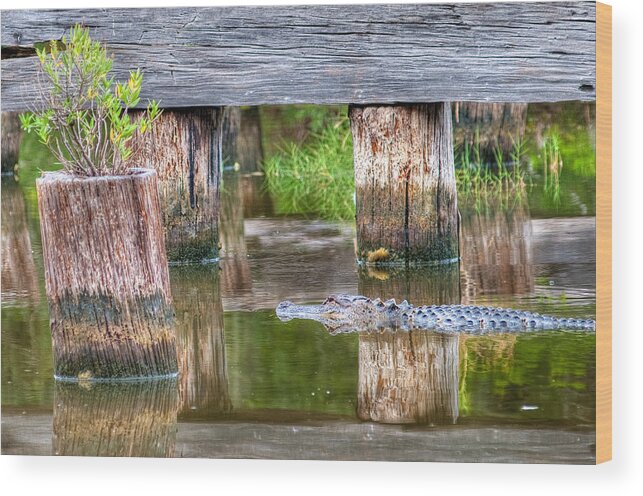 Alligator Wood Print featuring the photograph Gator at the Old Trestle by Scott Hansen