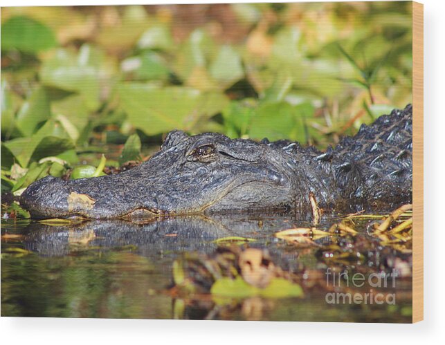 Alligator Wood Print featuring the photograph Gator Stare by Andre Turner