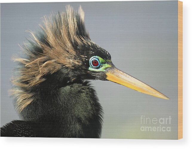 Anhinga Wood Print featuring the photograph Gaudy Eyes by Adam Jewell