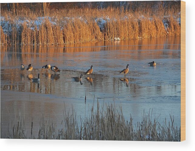 Geese Wood Print featuring the photograph Geese in Wetlands by Tana Reiff