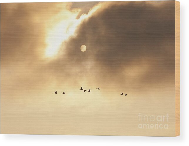 Pacific Northwest Wood Print featuring the photograph Geese Silhouetted by Jim Corwin