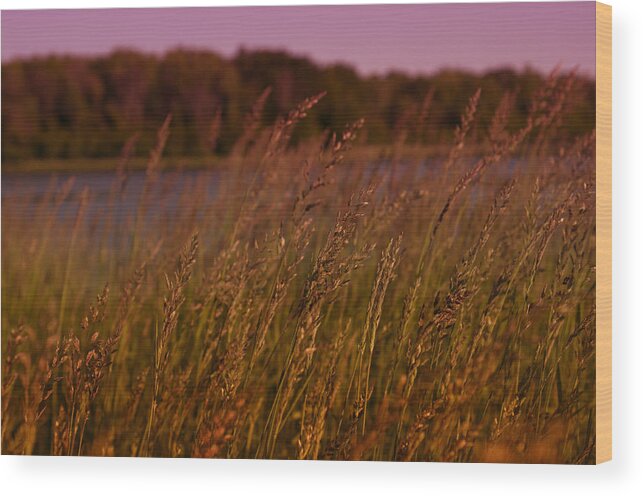 Gentle Winds Wood Print featuring the photograph Gentle Breeze by Miguel Winterpacht