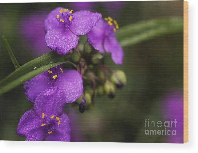Morning Flowers Wood Print featuring the photograph Gentle Rain by Mary Lou Chmura