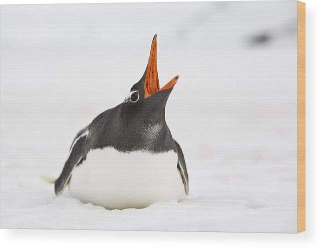 Flpa Wood Print featuring the photograph Gentoo Penguin Calling Grytviken South by Dickie Duckett