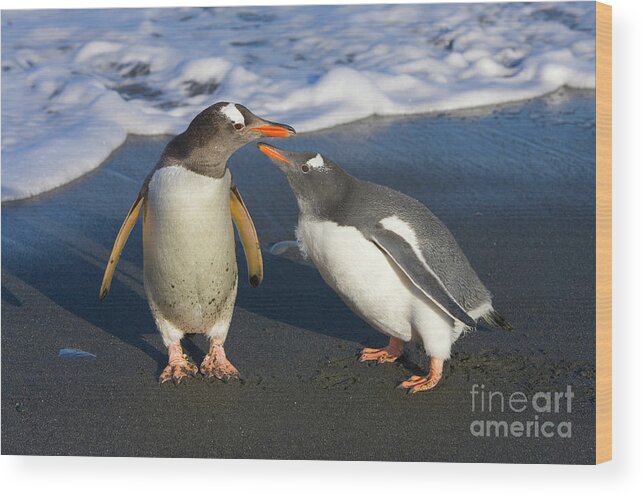 00345356 Wood Print featuring the photograph Gentoo Penguin Chick Begging For Food by Yva Momatiuk and John Eastcott