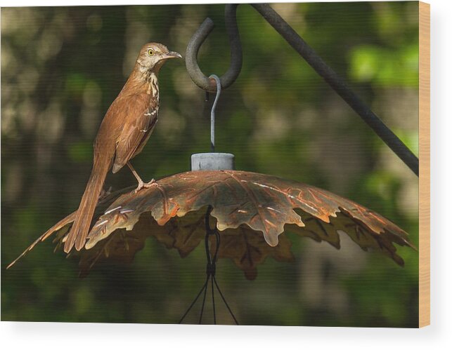 Brown Thrasher Wood Print featuring the photograph Georgia State Bird - Brown Thrasher by Robert L Jackson