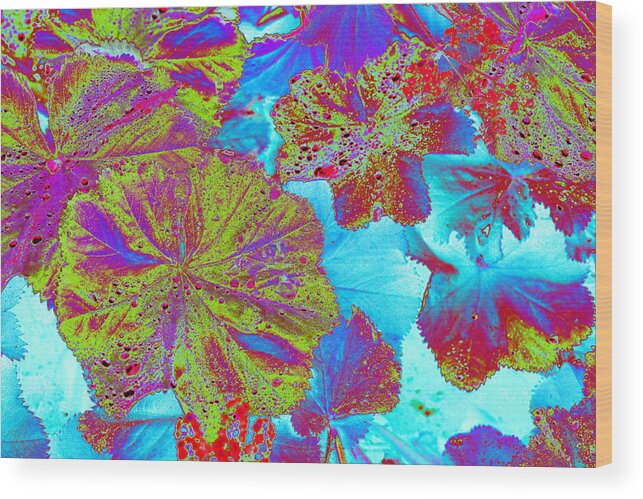 Geraniums Wood Print featuring the photograph Geraniums in a Psychedelic Light by Richard Henne