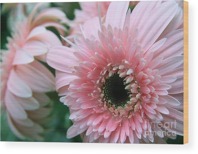 Floral Wood Print featuring the photograph Gerbera Explosion by Mary Lou Chmura