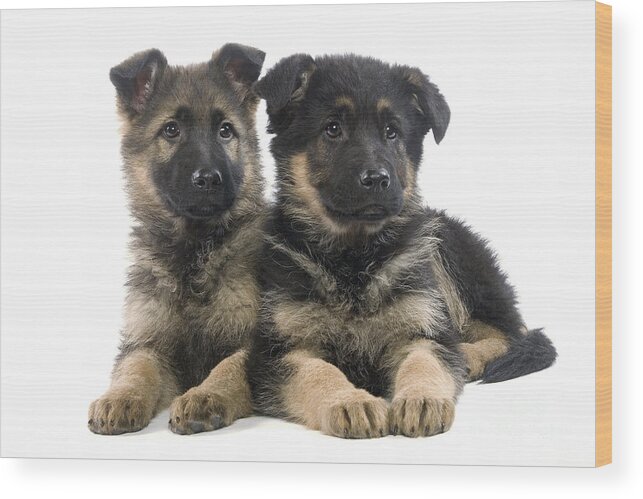 Dog Wood Print featuring the photograph German Shepherd Puppies by Jean-Michel Labat