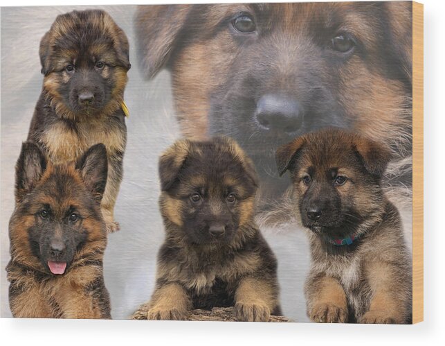 German Shepherd Puppy Wood Print featuring the photograph German Shepherd Puppy Collage by Sandy Keeton