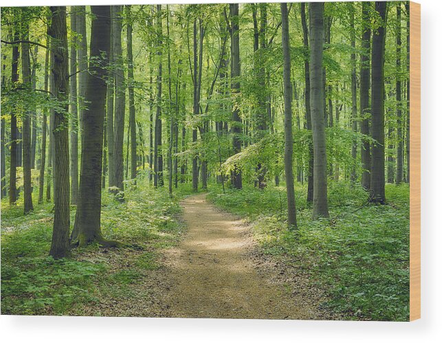 Tranquility Wood Print featuring the photograph Germany, Footpath through beech by Westend61