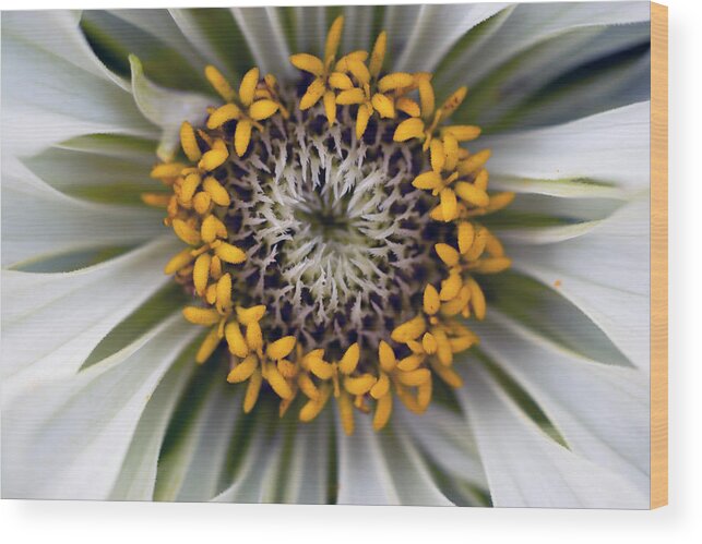 Outdoors Wood Print featuring the photograph Germany, Zinnia Flower, Close Up by Westend61