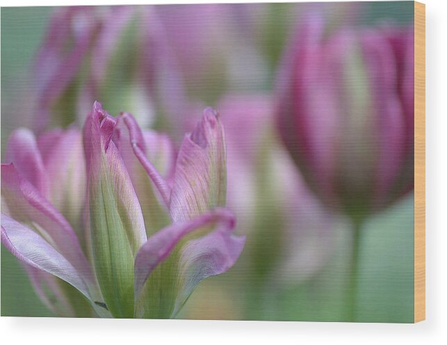 Parrot Tulips Wood Print featuring the photograph Getting Flirty by Fraida Gutovich