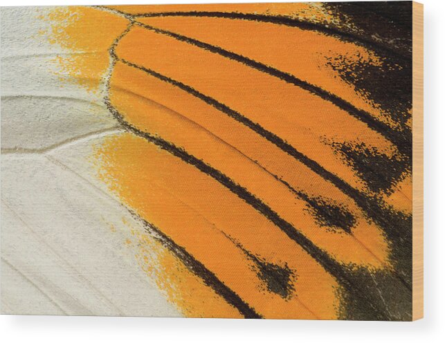 Insect Wood Print featuring the photograph Giant Orange-tip Butterfly Wing Markings by Nigel Downer