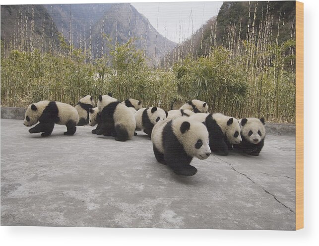 Feb0514 Wood Print featuring the photograph Giant Panda Cubs Wolong China by Katherine Feng