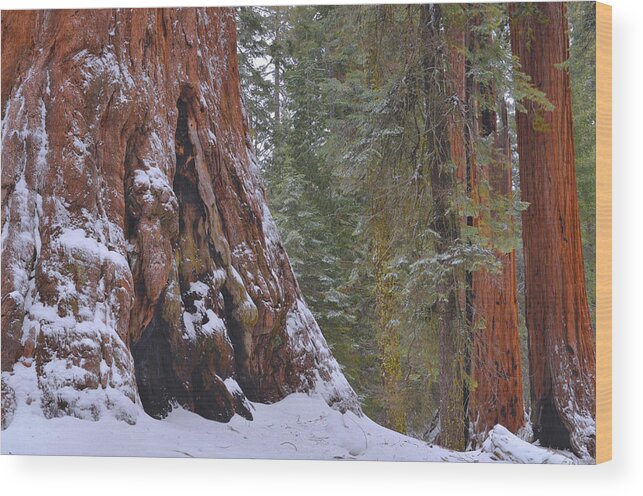 Giant Sequoia Wood Print featuring the photograph Giant Sequoia's - Grant Grove by Stephen Vecchiotti