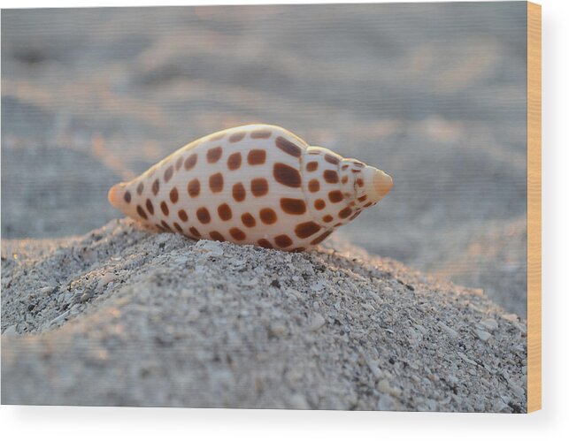 Junonia Wood Print featuring the photograph Gift from the Sea by Melanie Moraga