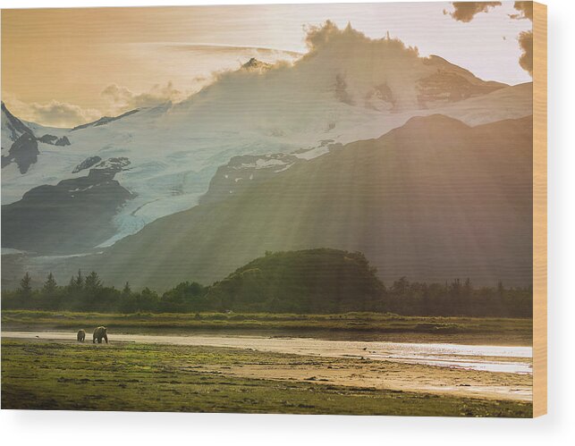 Katmai Peninsula Wood Print featuring the photograph Gift From The Sun by Chase Dekker Wild-life Images