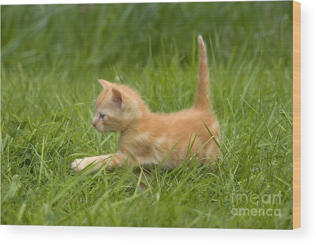 Cat Wood Print featuring the photograph Ginger Tabby Kitten by Jean-Michel Labat