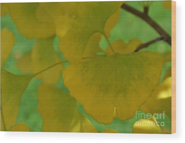 Ginkgo Leaves Wood Print featuring the photograph Ginkgo Leaves Abstract by Amy Lucid