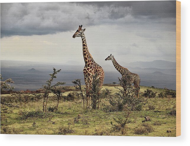 Giraffe Wood Print featuring the photograph Giraffe by Giuseppe D\\\amico