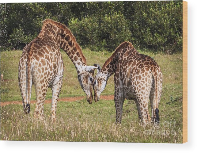 Giraffe Wood Print featuring the photograph Giraffe Love by Jennifer Ludlum