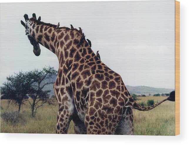 Giraffe In Tanzania Wood Print featuring the photograph Giraffe by Marida Lin