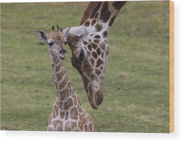 Feb0514 Wood Print featuring the photograph Giraffe Mother Nuzzling Calf by San Diego Zoo