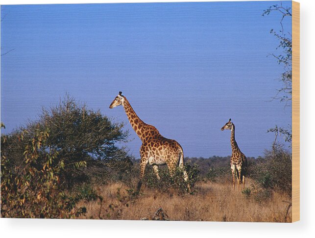 Grass Wood Print featuring the photograph Giraffes Giraffa Camelopardalis On by Richard I'anson