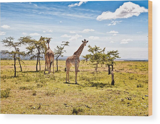 Giraffes In The African Savanna Wood Print featuring the photograph Giraffes in the African Savanna by Perla Copernik